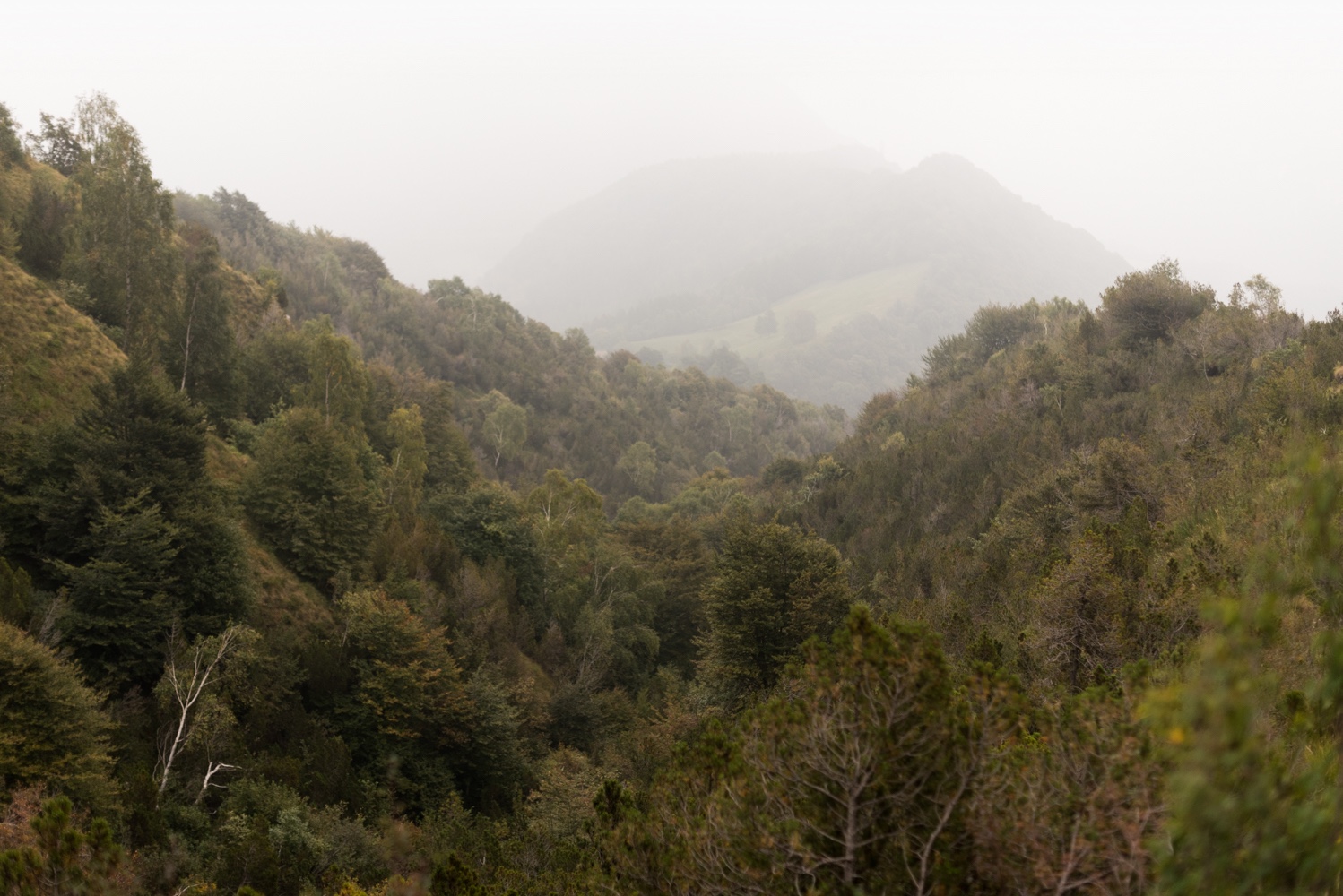 Pizzoccheri, Polenta & Pork Ribs